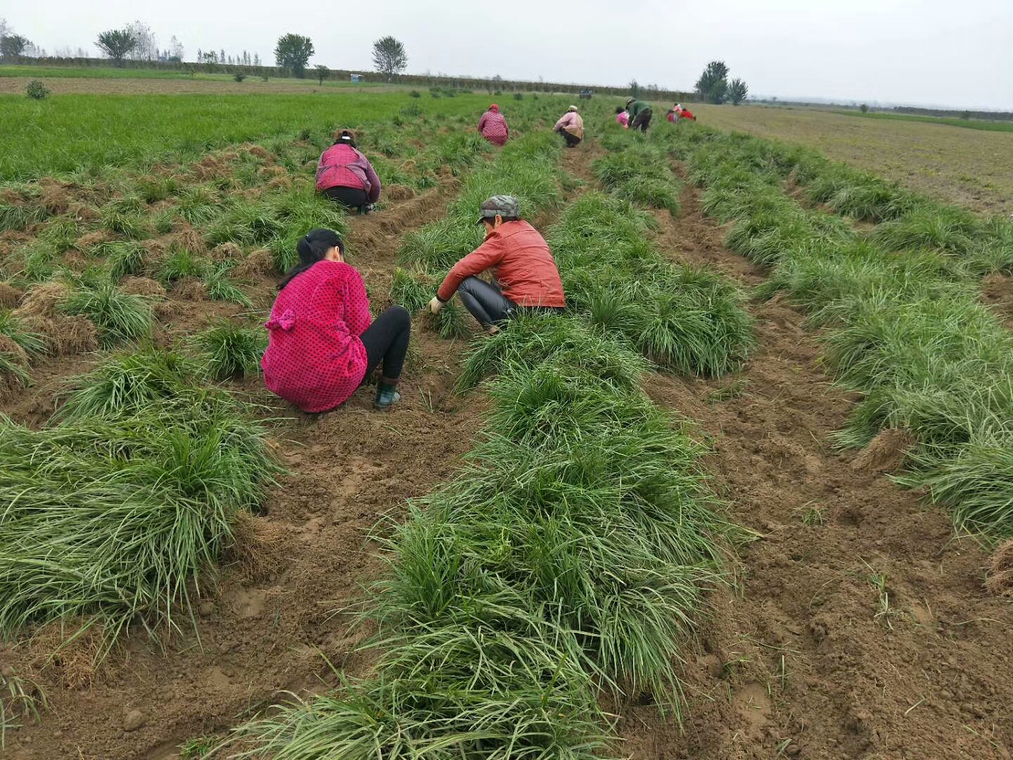 襄陽麥冬草 璐航之家