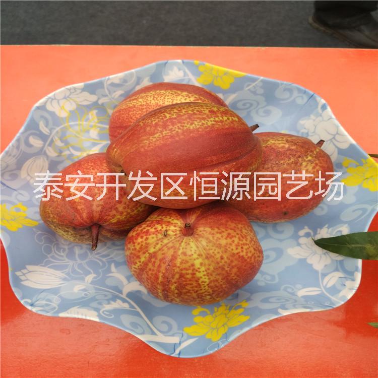 早酥紅梨樹苗@泰安恒源園藝場銷售紅梨樹苗@早酥紅梨樹苗多少錢一棵@