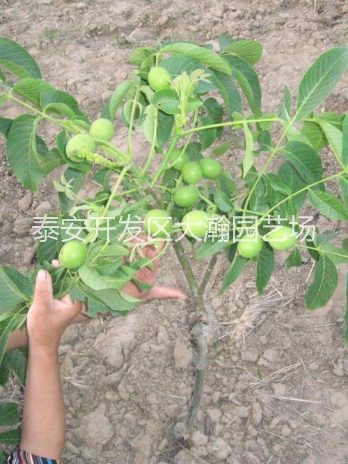 供應核桃樹，核桃苗，占地核桃樹苗 供應核桃樹 核桃苗 占地核桃樹苗