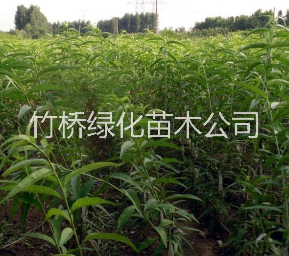 廣西桃苗 桃樹苗出售 新品種桃樹苗 廣西早熟桃苗批發(fā)