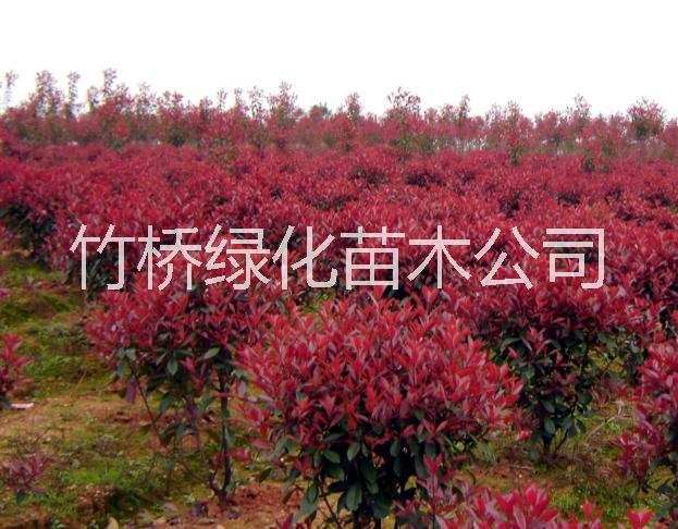 桂林紅葉石楠苗  高桿紅葉石楠價(jià)格 2017紅葉石楠小苗價(jià)格