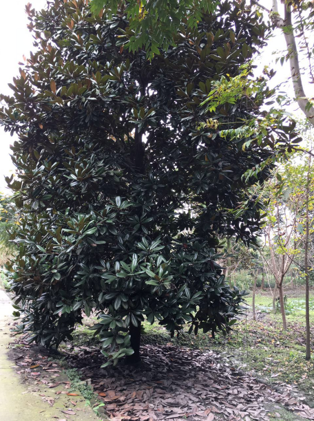 供應(yīng)四川廣玉蘭、*廣玉蘭基地