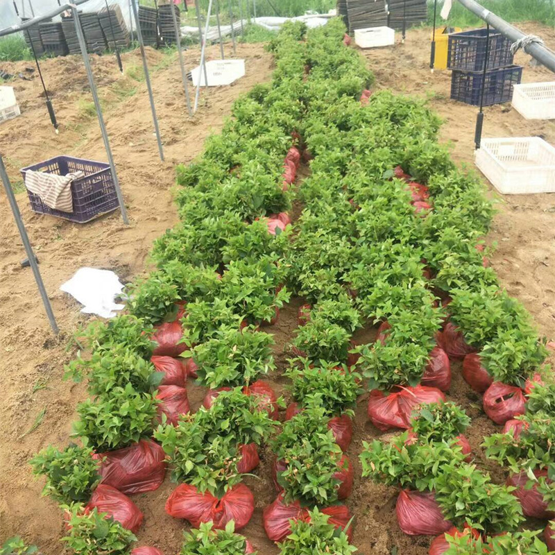 車(chē)?yán)遄訖烟颐?美早櫻桃苗哪里有賣(mài)的 櫻桃苗什么時(shí)間種植好/怎樣種植管理 車(chē)?yán)遄影瘷烟颐?  title=