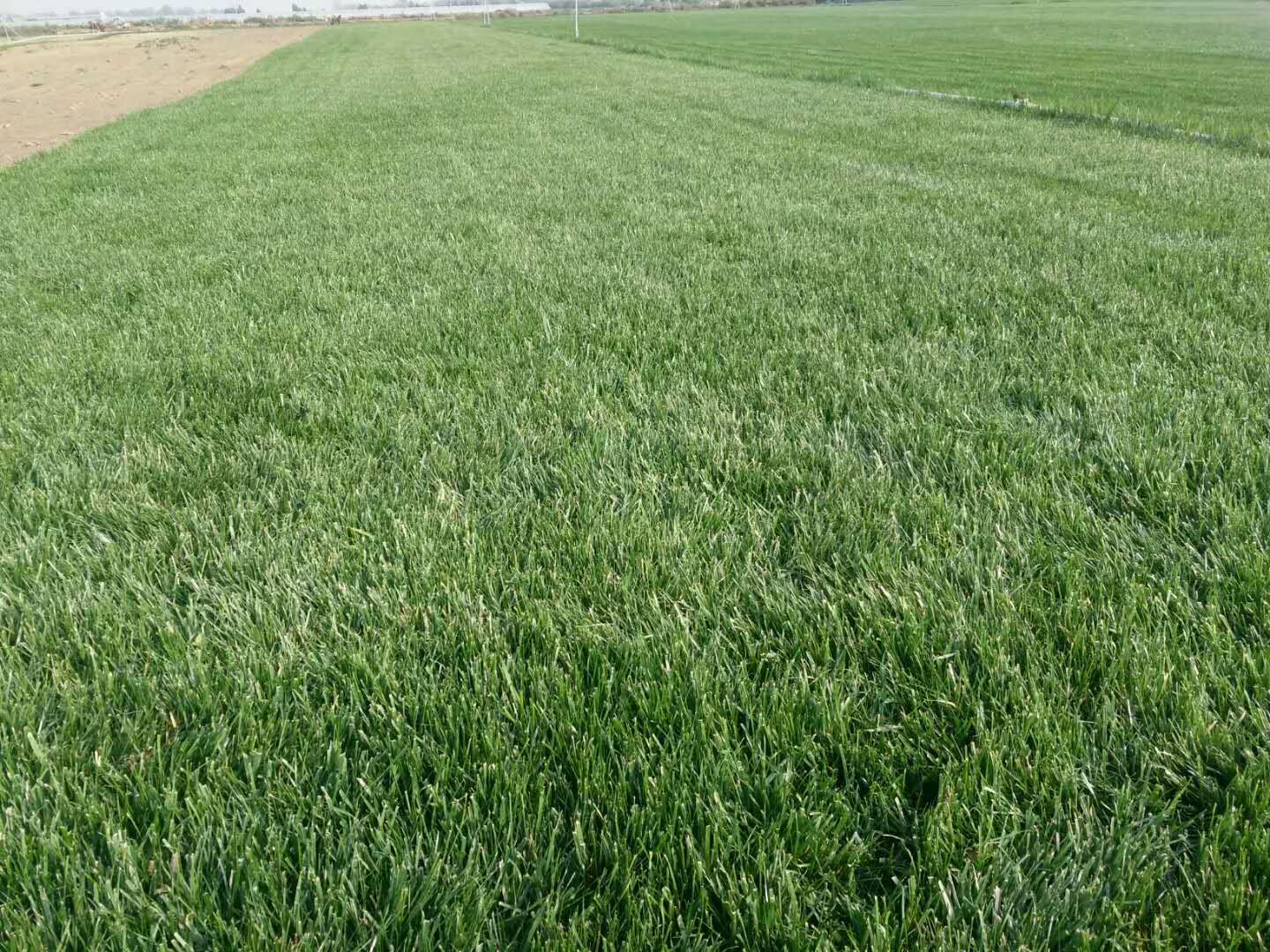 批發(fā)護(hù)坡草坪，操場(chǎng)草坪，道路綠化草坪