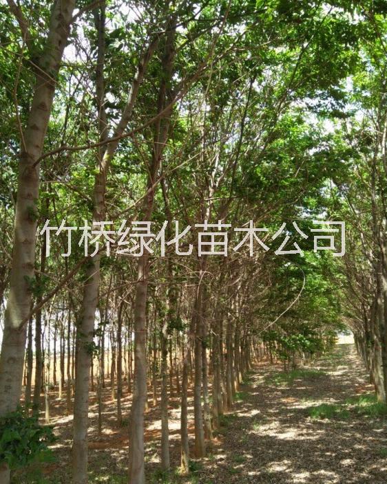 樸樹小苗價格 胸徑2-30公分滇樸袋苗 滇樸小苗價格