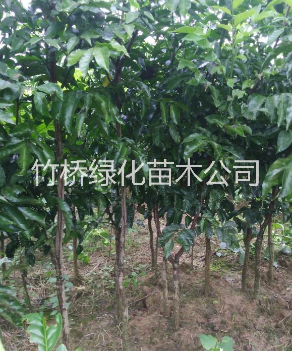 雞心黃皮果樹 嫁接好的雞心黃皮果樹 無核黃皮果樹價格