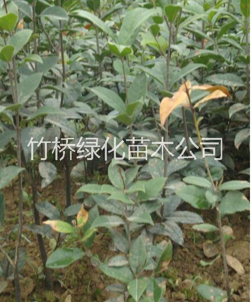 四季桂苗今年報(bào)價(jià) 廣西四季桂苗種植基地 四季桂苗批發(fā)價(jià)格