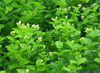 廣西茉莉花出售   廣西茉莉花出售   廣西茉莉花出售