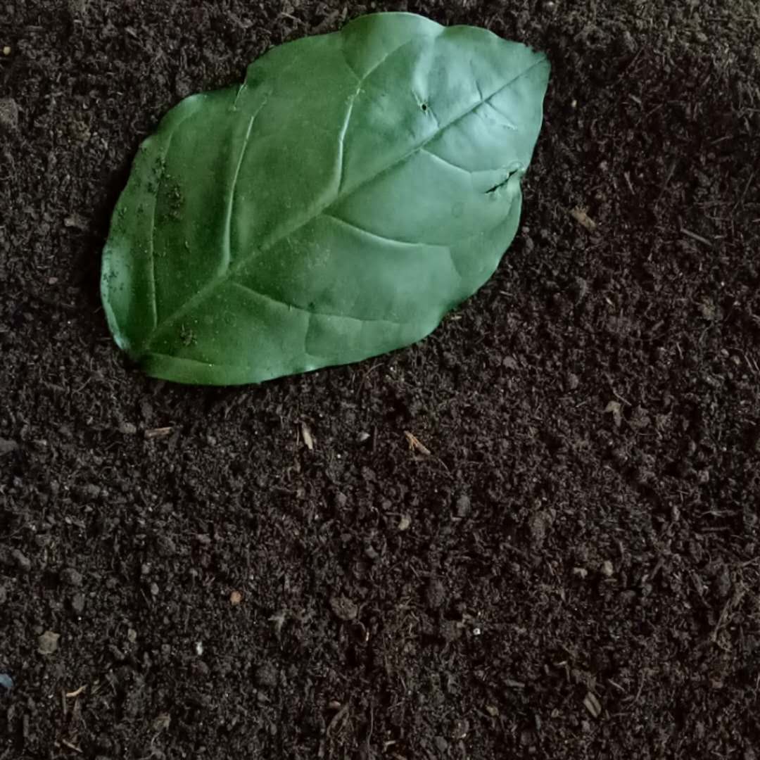 廠家直銷發(fā)酵雞糞 羊糞 牛糞  豬糞  雞糞塊 顆粒有機肥