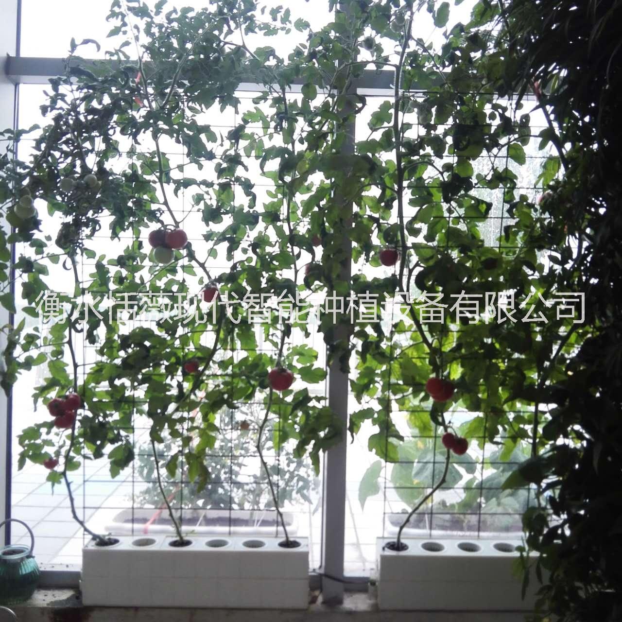 廠家直銷 無土栽培設(shè)備水培設(shè)備
