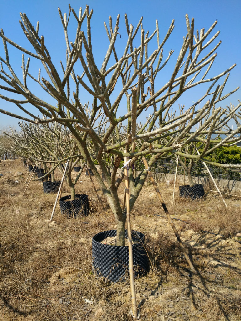 福建省雞蛋花基地  福建省 雞 蛋 花， 福建省 雞 蛋 花，