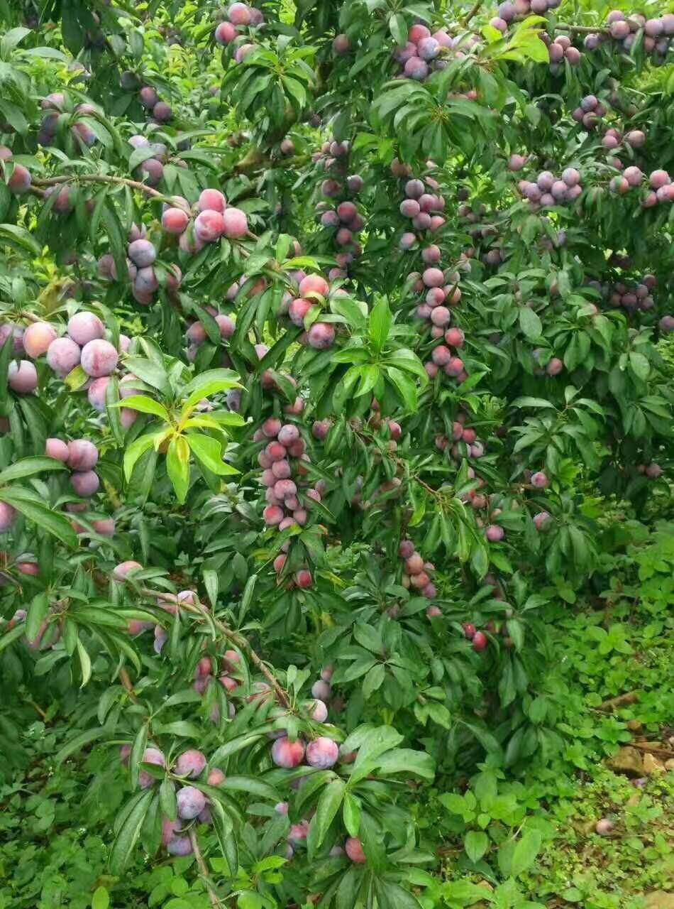 廣西珍珠李果苗批發(fā) 珍珠李果苗基地 珍珠李果苗哪家好