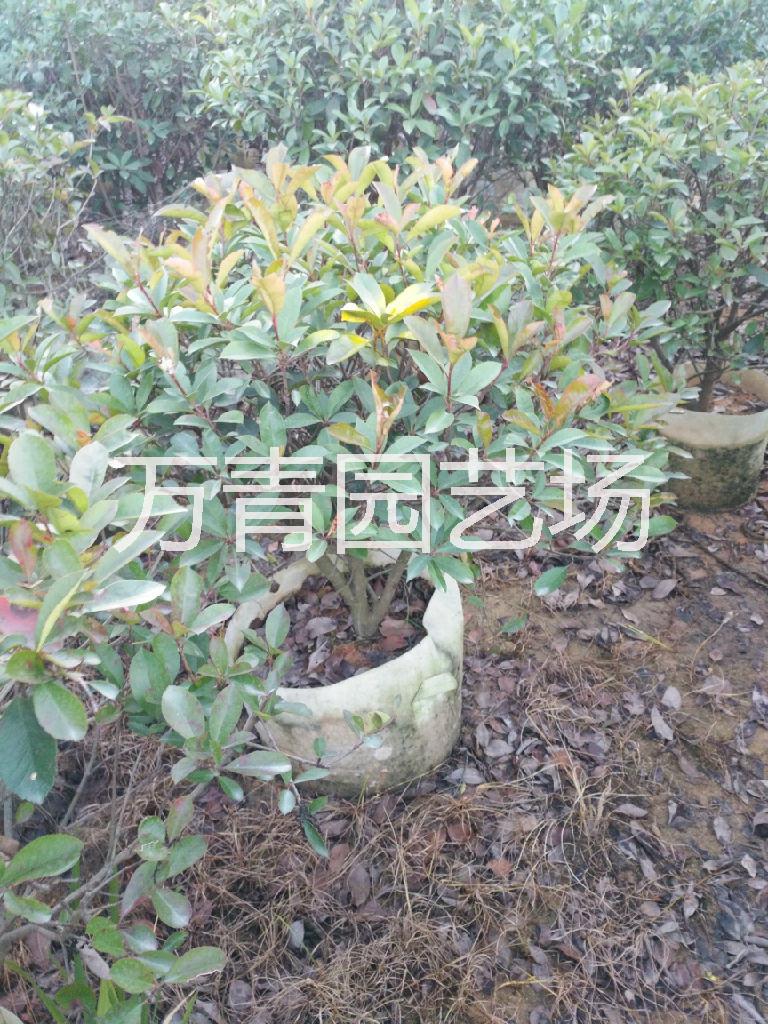 江蘇紅葉石楠球，江蘇紅葉石楠球基地直銷，江蘇紅葉石楠球大量供應(yīng)， 江蘇紅 葉 石 楠 球