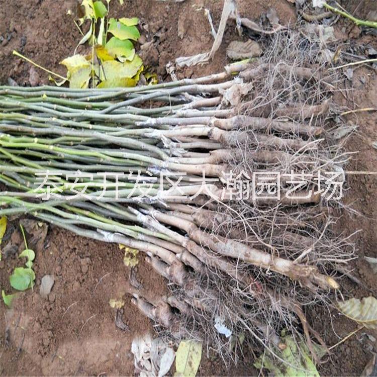 核桃苗8518、香玲、泰山薄皮