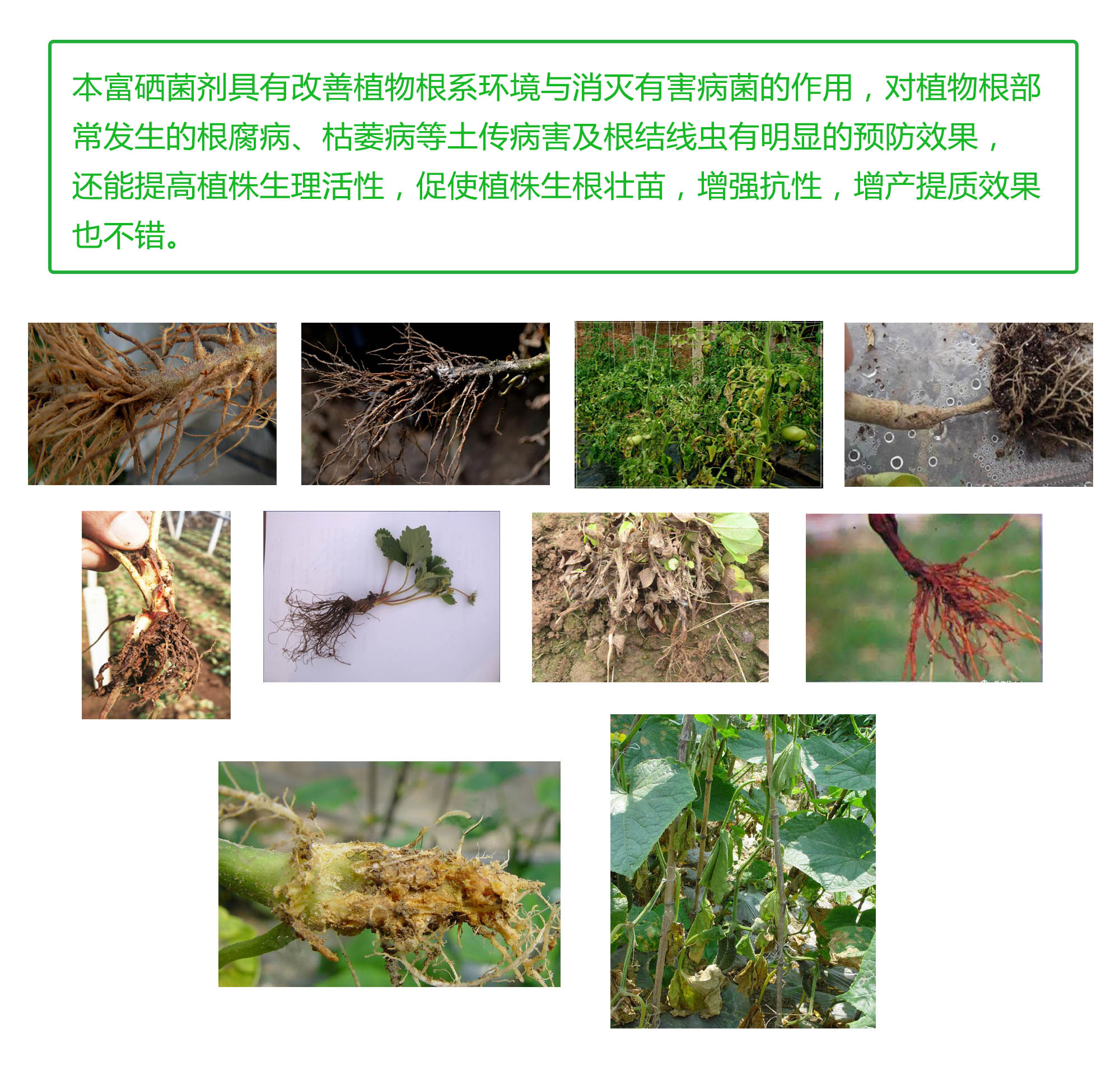 紅菌富硒肽酶富硒水果富硒農(nóng)產(chǎn)品葡萄有效活菌數(shù)生物菌硒開金 富硒紅菌葉面肥