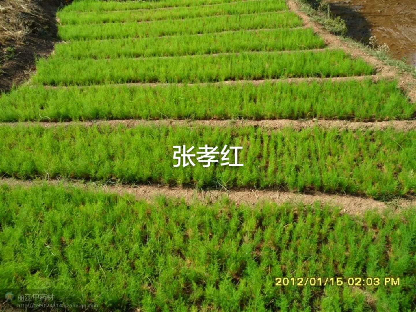 云南大天冬種苗批發(fā)，高產(chǎn)優(yōu)質(zhì)云南大天冬種子批發(fā)