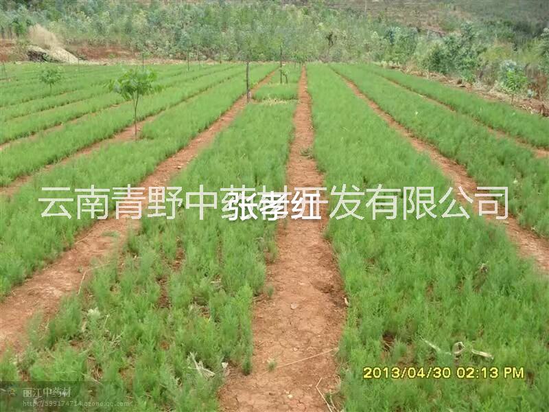麗江天門冬苗