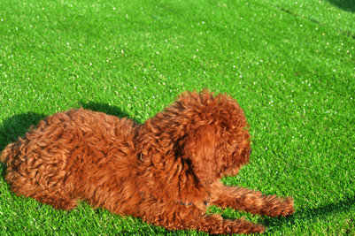 20MM加密加厚人造草皮假草幼兒園仿真草坪地毯廠家仿真草坪地毯 煙臺森悅?cè)嗽觳萜?  title=