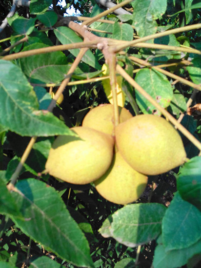 供應美國黑核桃種子