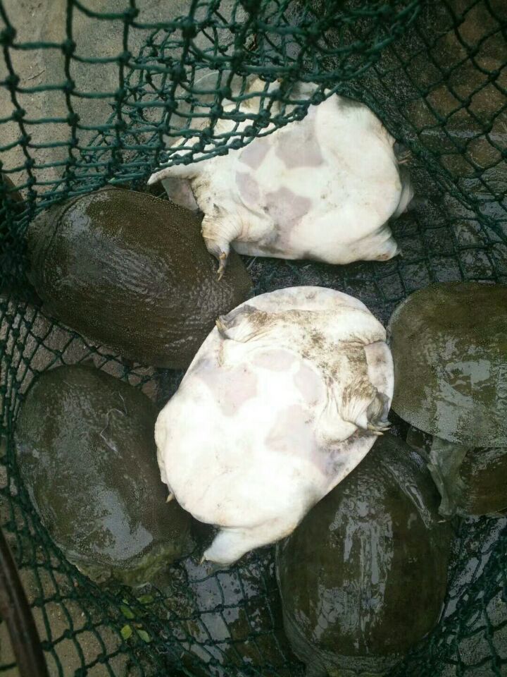 四川中華鱉苗養(yǎng)殖場批發(fā)甲魚苗哪里有多少錢