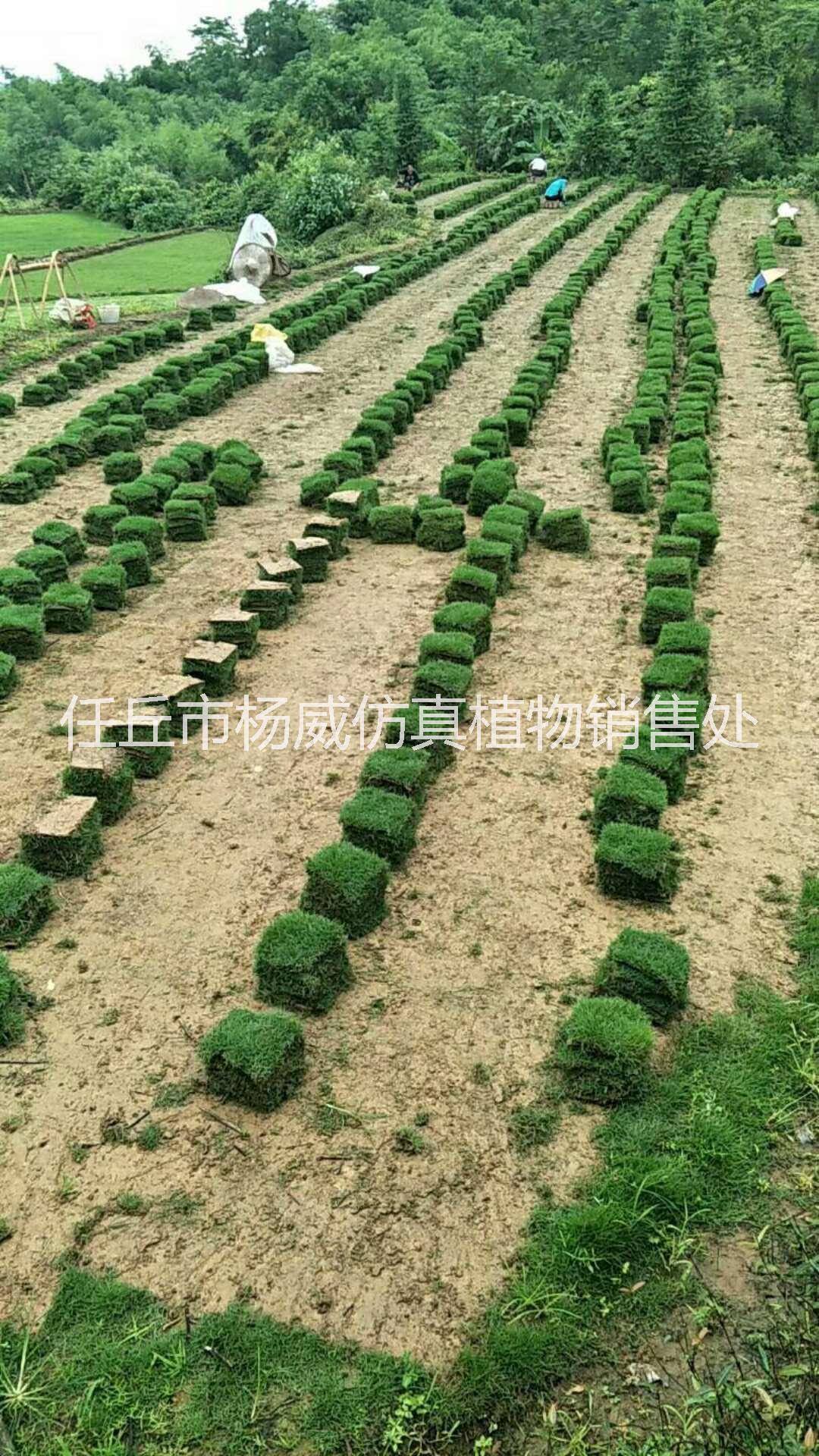 大量優(yōu)質草皮出售  廣西優(yōu)質草皮出售 優(yōu)質馬尼拉草皮大量出售