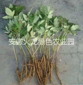 油用牡丹 油用牡丹種苗