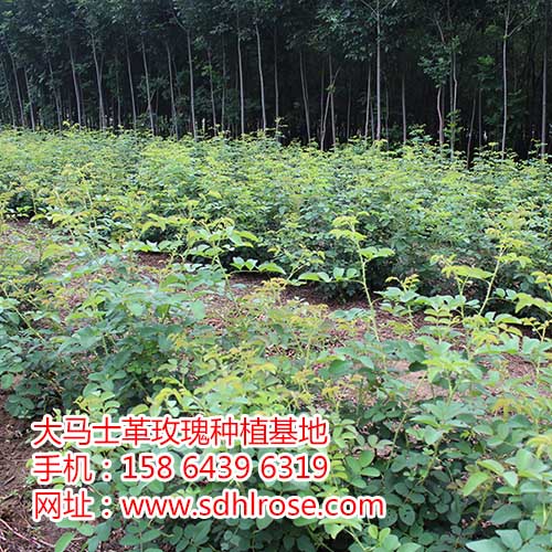 大馬士革玫瑰鮮花 江蘇省無錫市大馬士革玫瑰鮮花廠家 玫瑰鮮花直銷 大馬士革玫瑰鮮 大馬士革玫瑰鮮廠家