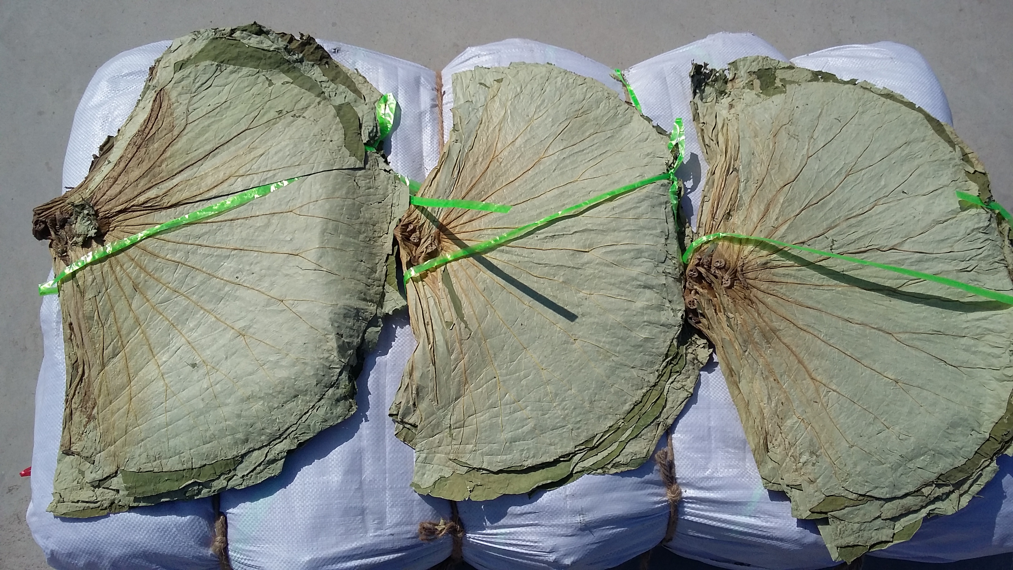 干荷葉 荷葉 供應(yīng)微山湖出口干荷葉