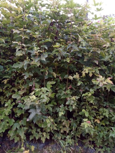 楓香苗出售 鱗片緊密單葉互生表面光滑價(jià)格實(shí)惠楓香苗生產(chǎn)基地