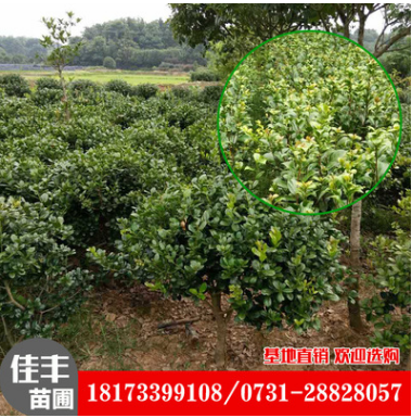 基地直銷(xiāo)批發(fā)茶花樹(shù)茶花球常綠灌木 規(guī)格齊全 地栽 湖南茶花球