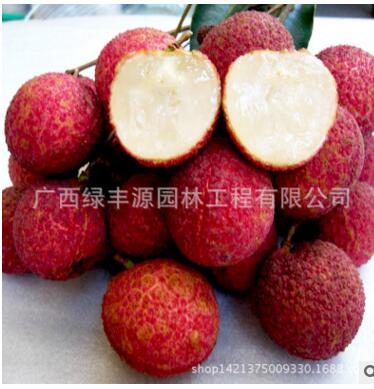 荔枝苗 無(wú)核荔枝苗 妃子笑荔枝苗 桂味荔枝苗