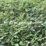 貴州刺槐 貴州刺槐供應(yīng)商 貴州刺槐供應(yīng)商 貴州刺槐批發(fā)