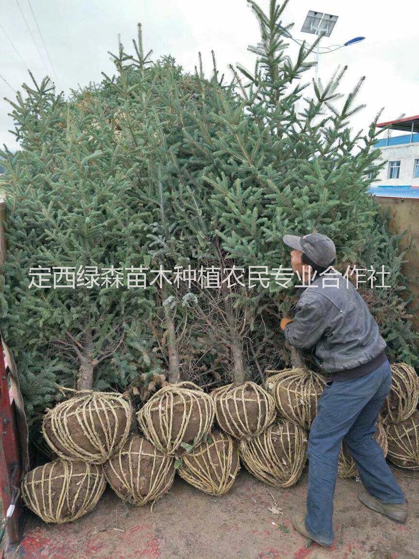 甘肅云杉2米2.2米云杉， 甘肅青扦云杉4米5米價格 甘肅云杉報價3米4米價格