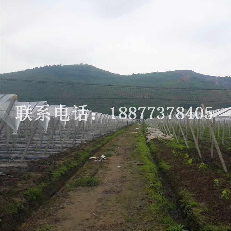 專業(yè)葡萄避雨棚搭建_葡萄棚搭建_葡萄架搭建_葡萄水泥柱搭建_葡萄園棚架搭建