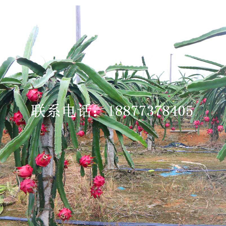 專業(yè)火龍果水泥柱建園_火龍果棚搭建_火龍果架搭建_火龍果水泥柱搭建_火龍果園水泥柱架搭建