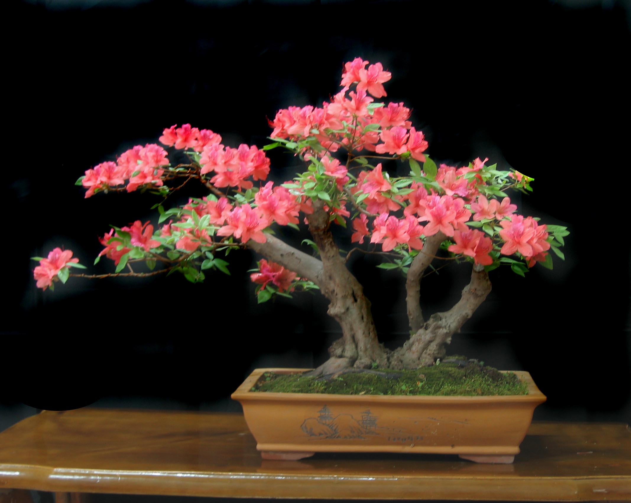 映山紅苗基地、供應(yīng)福建映山紅苗、映山紅苗種植技術(shù)