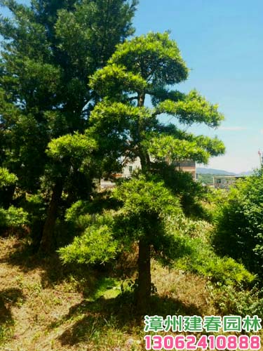 漳州羅漢松▇造型羅漢松價格【奇特造型小葉榕】嫁接*榕〖三角梅價格〗
