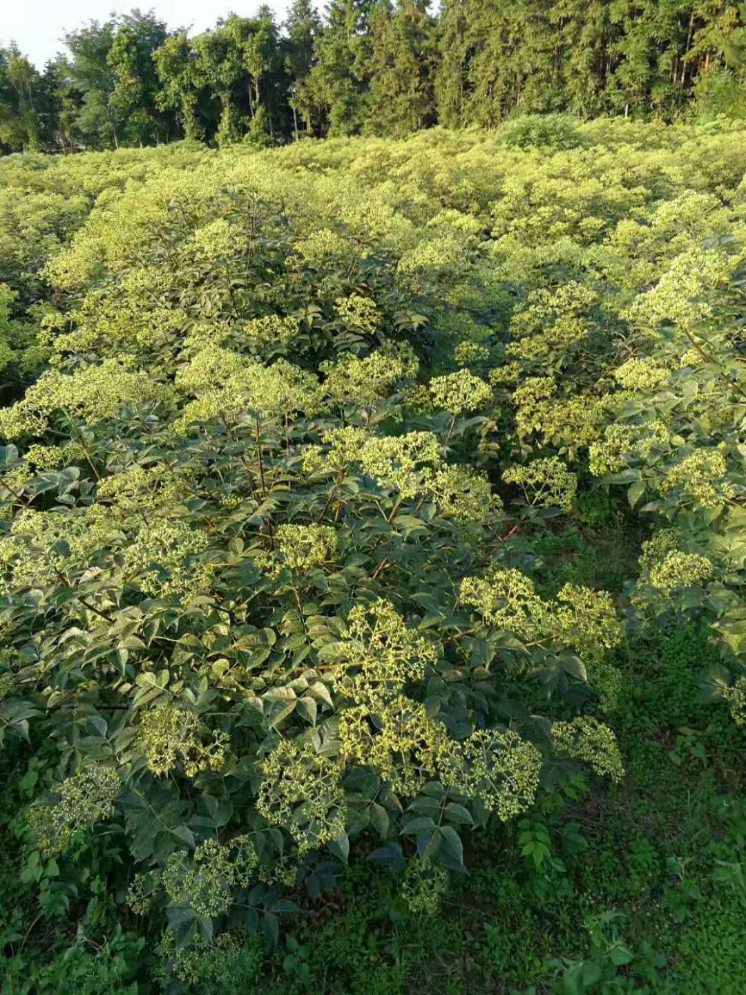 吳茱萸商行，【吳茱萸種苗】_吳茱萸種苗價格_吳茱萸種苗批發(fā)