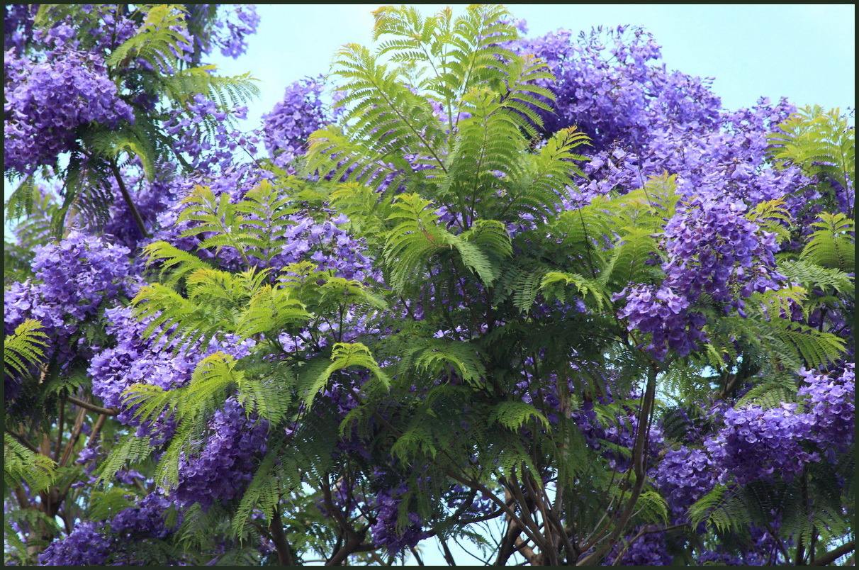 云南藍花楹 供應云南藍花楹價格 供應云南藍花楹報價 供應云南藍花楹批發(fā)