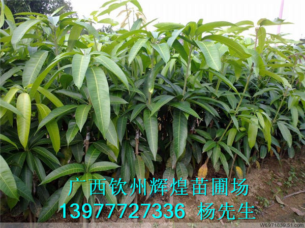 供應貴州芒果苗價格 供應貴州芒果苗出售 供應貴州優(yōu)質芒果苗 供應貴州芒果苗批發(fā)
