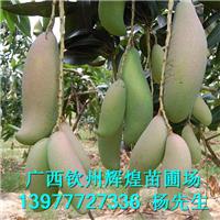 廣西澳洲芒果苗批發(fā) 廣西澳洲芒果苗 廣西澳洲芒果苗價格 廣西澳洲芒果苗出售