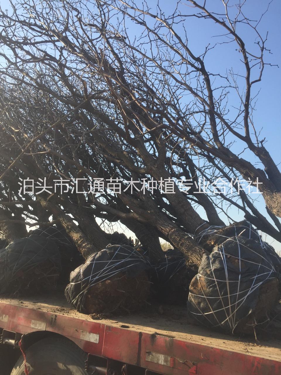 供應(yīng)棗樹15公分 15cm棗樹 8公分占地棗樹 30公分古棗樹