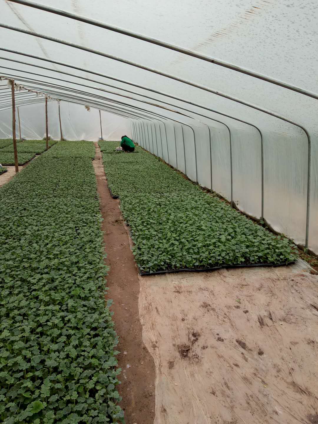 周口市西瓜苗基地 扶溝縣西瓜苗生產(chǎn)基地 河南西瓜種子苗 周口西瓜苗批發(fā)商