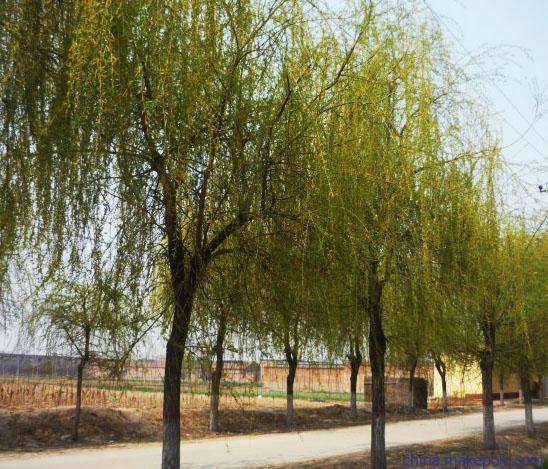 金絲垂柳種植，金絲垂柳供應(yīng)，