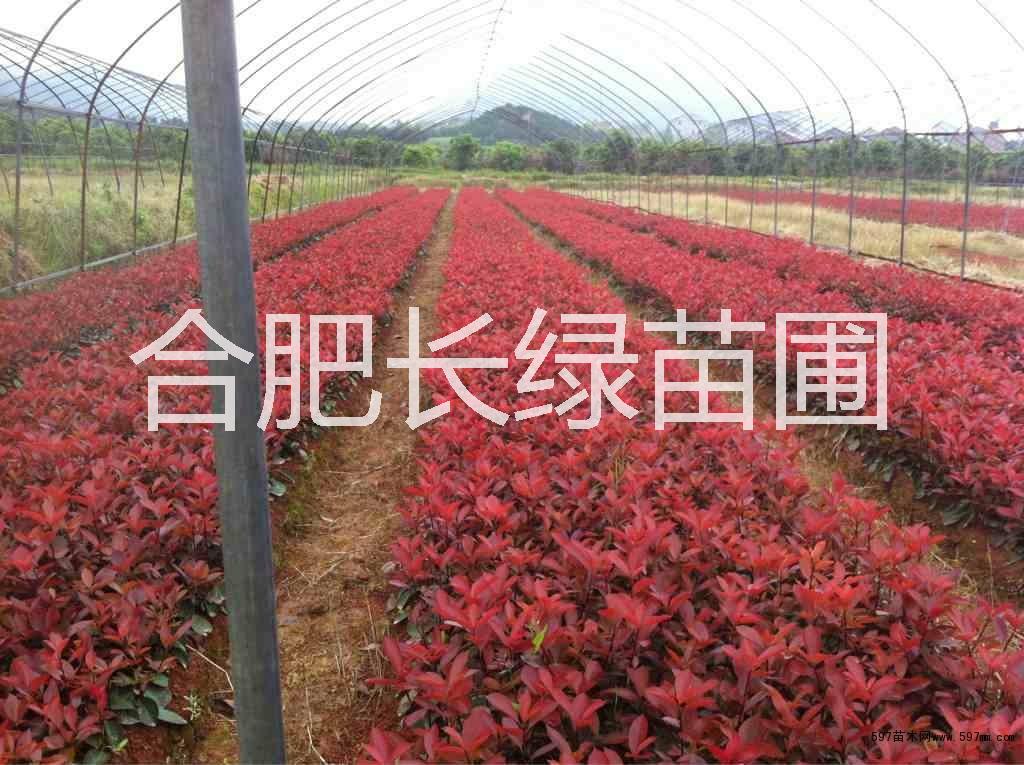 安徽肥西紅花繼木小苗 海桐小苗 大葉黃楊 合肥苗木價格 安徽紅葉石楠小苗 安徽紅葉石楠規(guī)格