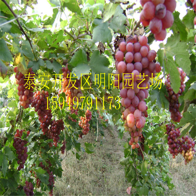 葡萄苗美人指葡萄苗 巨峰葡萄苗基地* 嫁接葡萄樹(shù)藤稔葡萄苗