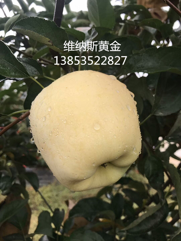 矮化維納斯黃金蘋果苗 m29蘋果苗