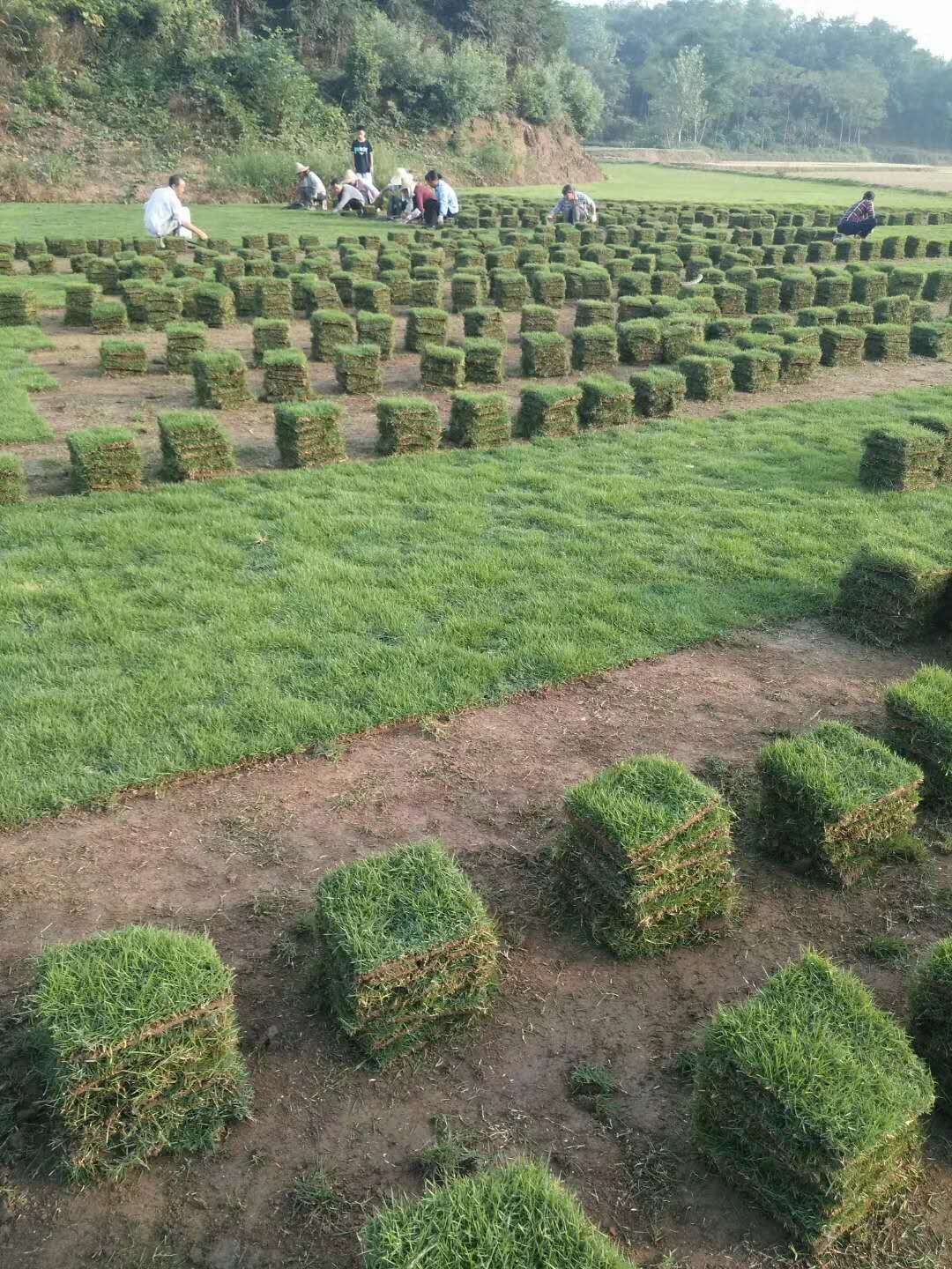 供應馬尼拉草皮銷售 馬尼拉批發(fā)電話，優(yōu)質(zhì)馬尼拉草皮哪家好？