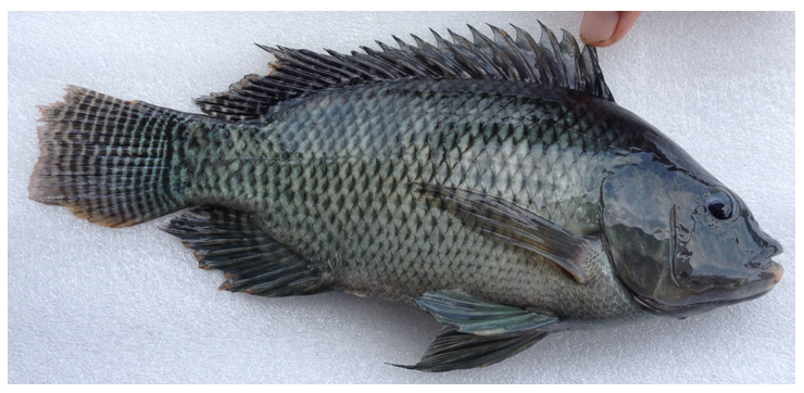 江門尼羅非魚魚苗·優(yōu)質(zhì)尼羅非魚魚苗·尼羅非魚魚苗價(jià)格