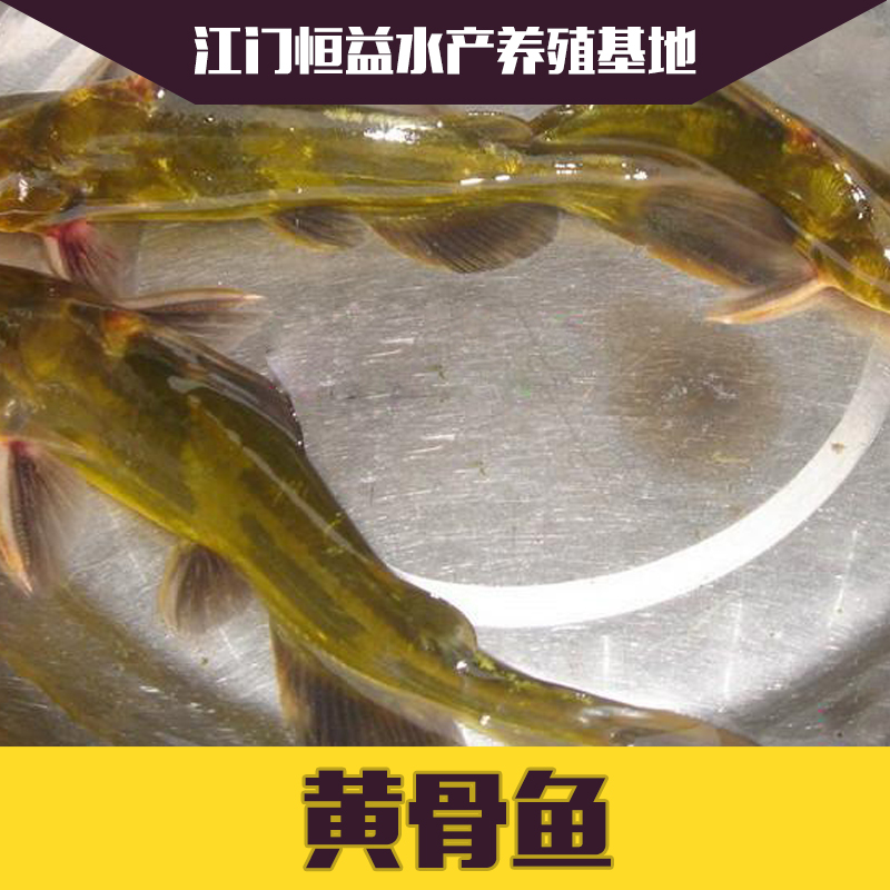 廣西黃骨魚魚苗·優(yōu)質(zhì)黃骨魚魚苗·黃骨魚魚苗基地批發(fā)